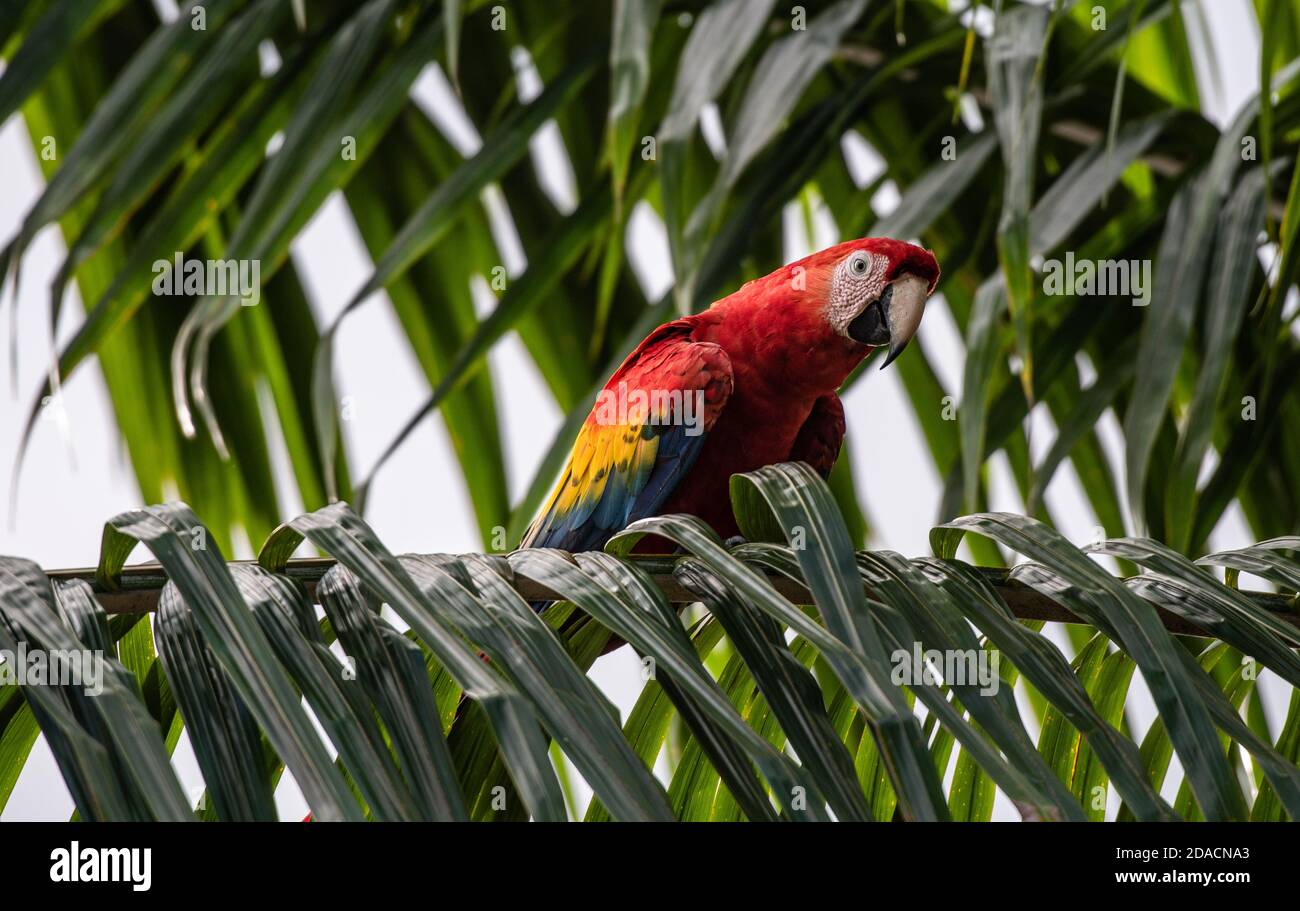 Cramoisi, Ara macao, Rouge sauvage jaune Bleu coloré magnifique perroquet adorable, oiseau au Costa Rica, assis sur le palmier, regardant Banque D'Images