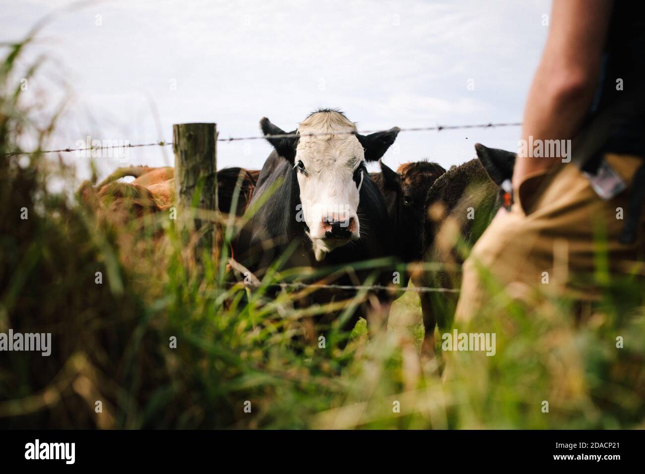Une vache derrière une clôture barbelée Banque D'Images