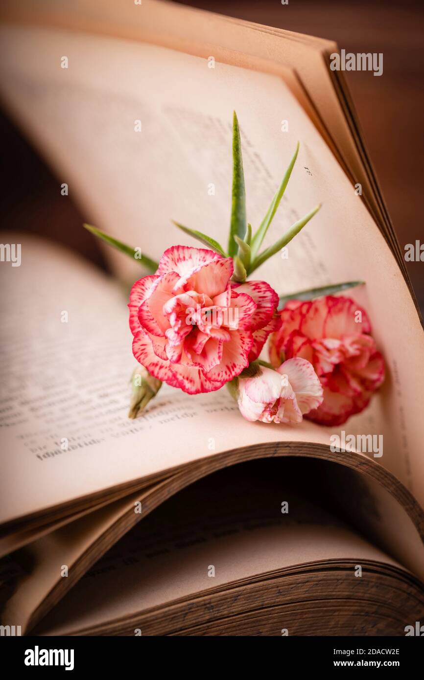 Vieux livre ouvert et fleur de carnation blanche rose Banque D'Images Vieux livre ouvert et fleur de carnation blanche rose Banque D'Images