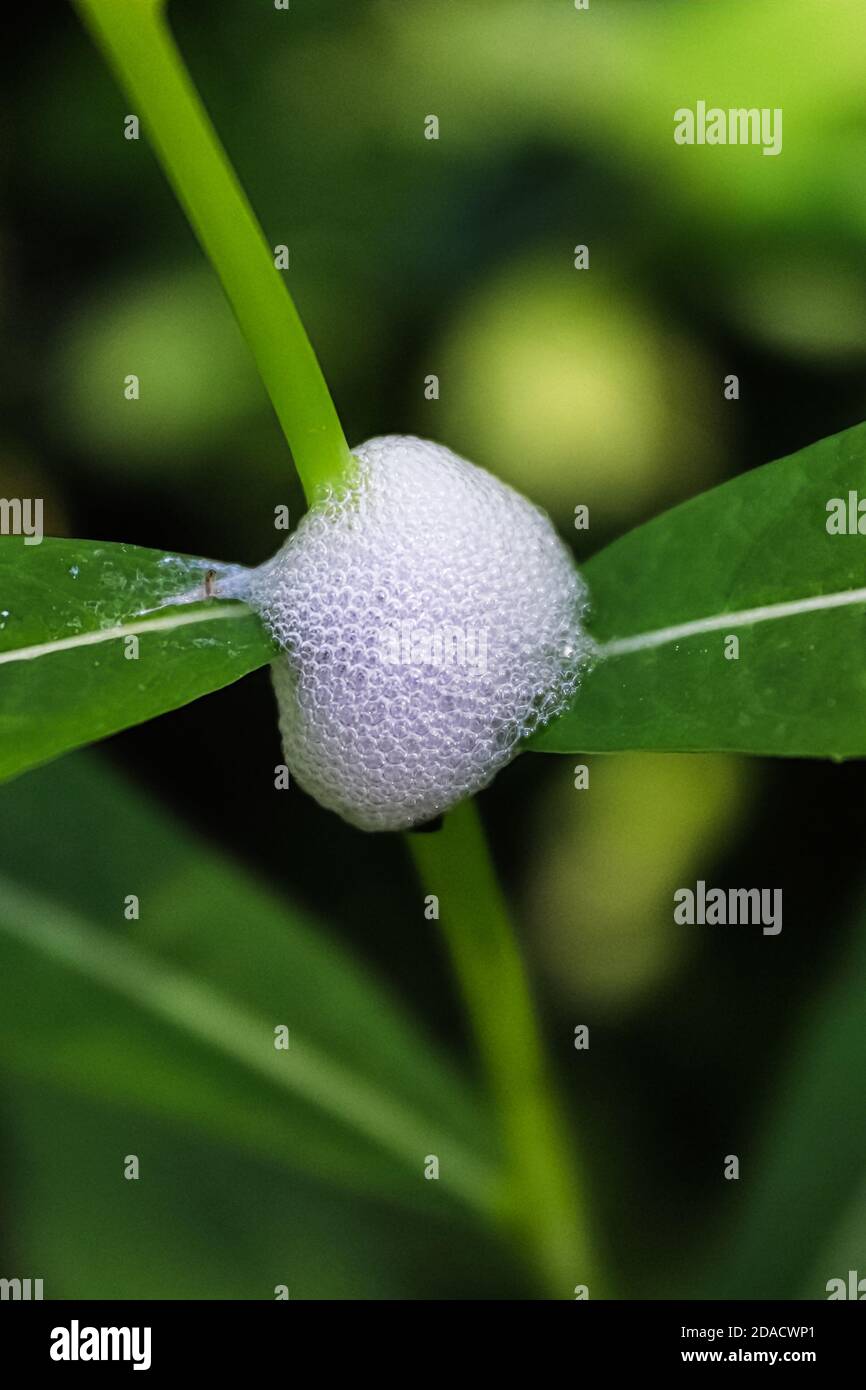 Macro d'une spittlebugs une protection mousseuse sur une plante Banque D'Images