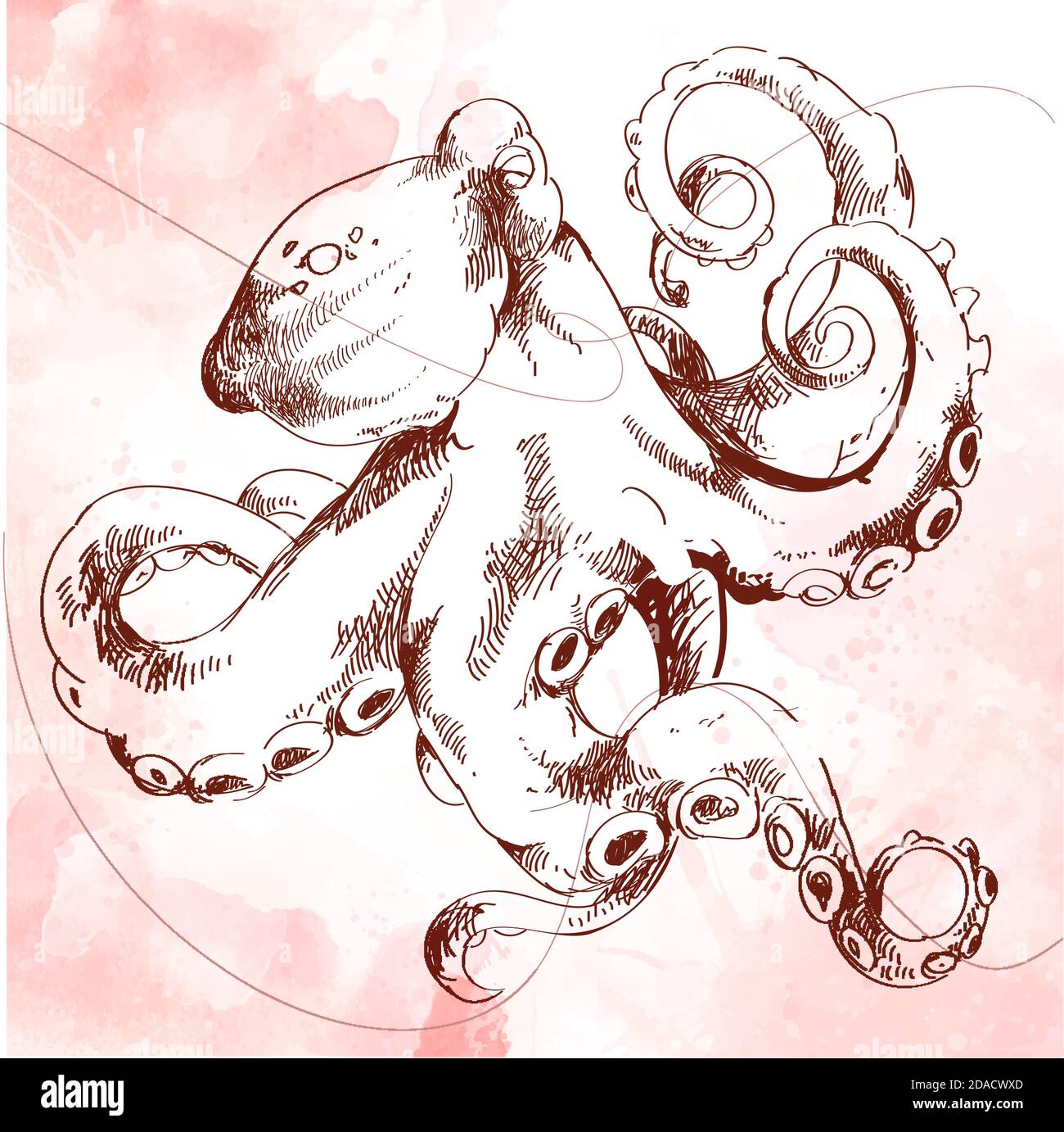 Poulpe commune Octopus vulgaris , illustration gravée d'époque. Modèle de tatouage ou substrat pour votre bannière sur le thème marin Illustration de Vecteur