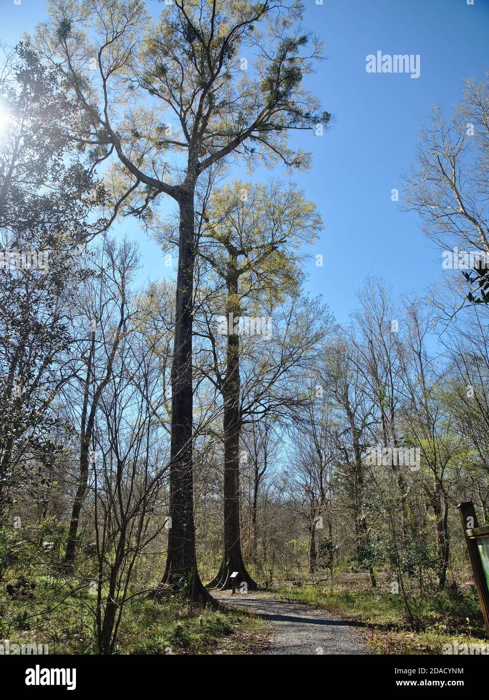 Vue sur le parc de Burden Woods à Baton Rouge, Louisiane, États-Unis Banque D'Images