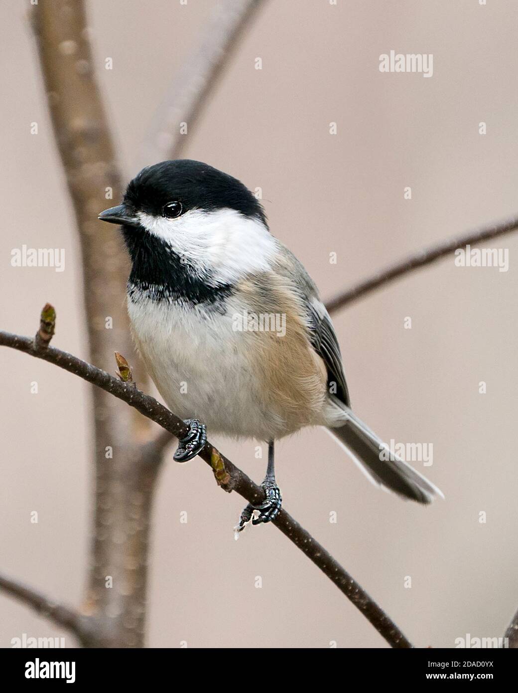 Vue en gros plan de Chickadee perchée sur une branche avec un arrière-plan flou dans son environnement et son habitat affichant un plumage de plumes molletonnées. Banque D'Images