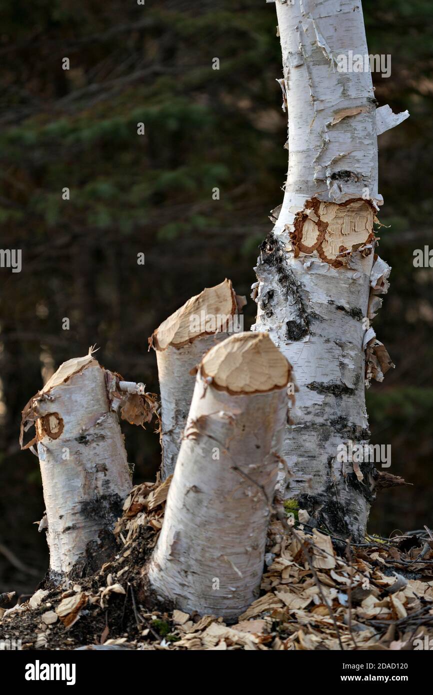 Beaver Couper le stock de bouleau photo. Marques de dents de castor. Travail de castor. Photo de stock d'activité Beaver. Arbre abattu par le castor. Arbre coupé par les castors. Banque D'Images