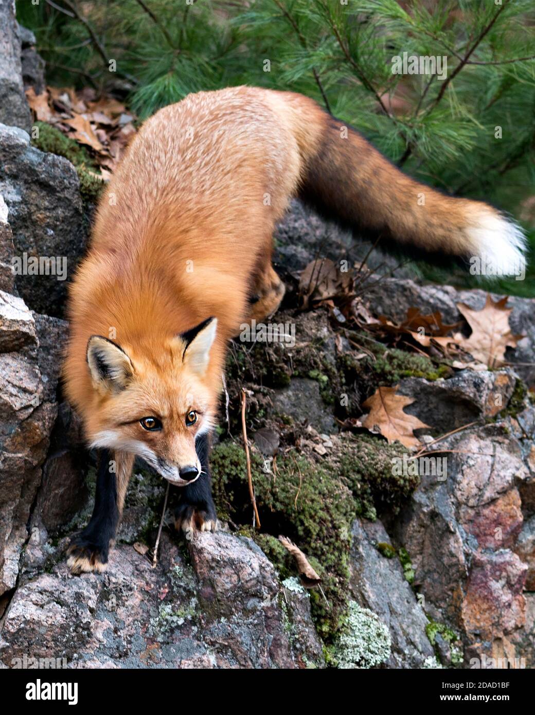 Gorgeous fluffy red fox up Banque de photographies et d'images à haute  résolution - Alamy