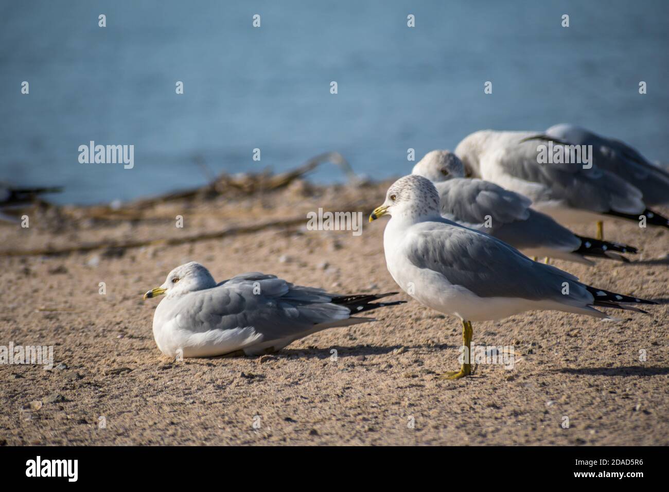 Une Mouette à bec grêle dans le lac Havasu, en Arizona Banque D'Images