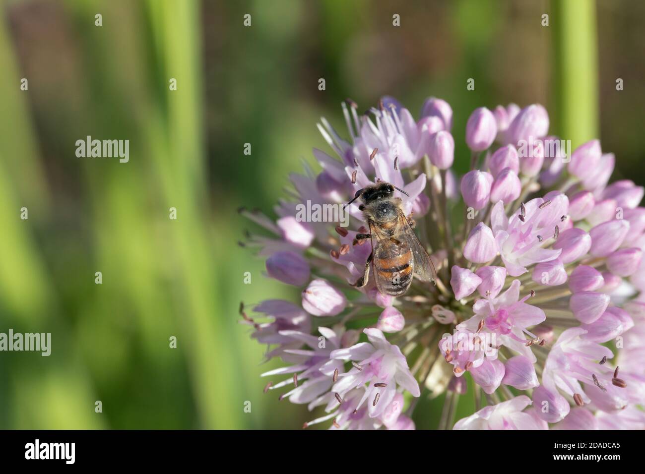 abeille de travail sur l'oignon en fleur dans le potager. Image de gros plan Allium nutans. Banque D'Images