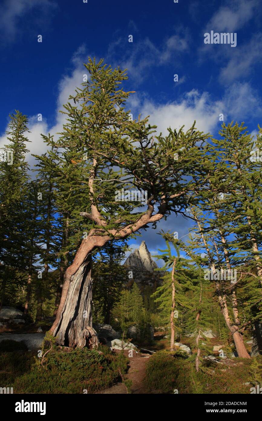 Arbre enchantement Banque D'Images