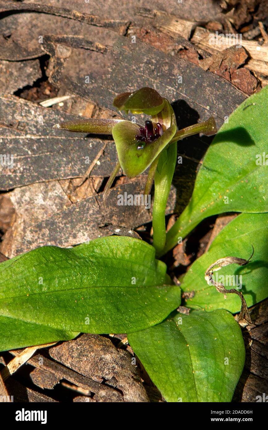 Chiloglottis jeanesii, orchidée d'oiseau de montagne Banque D'Images