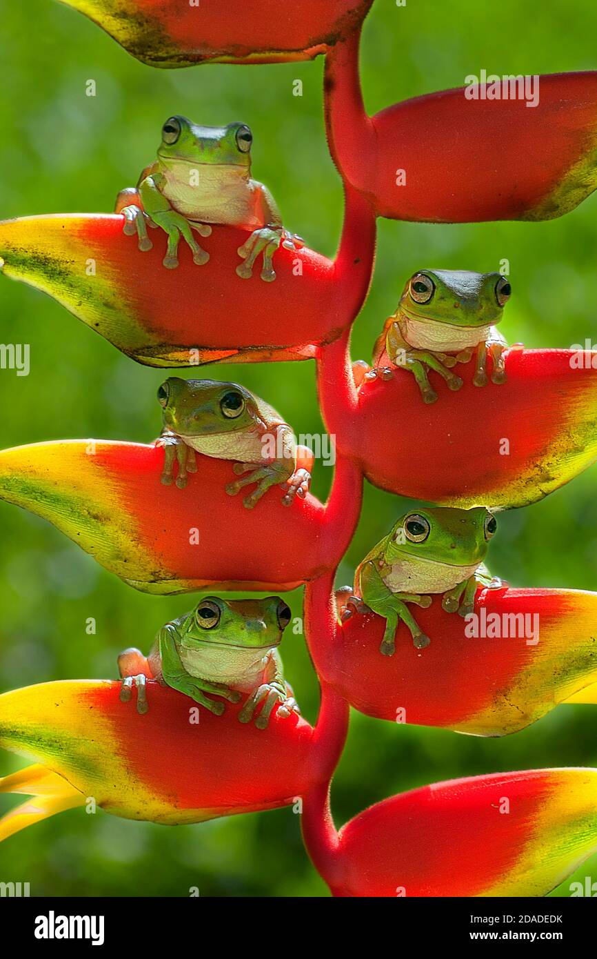 Famille des grenouilles d'arbre assise sur une Heliconia avec arrière-plan de bokeh Banque D'Images