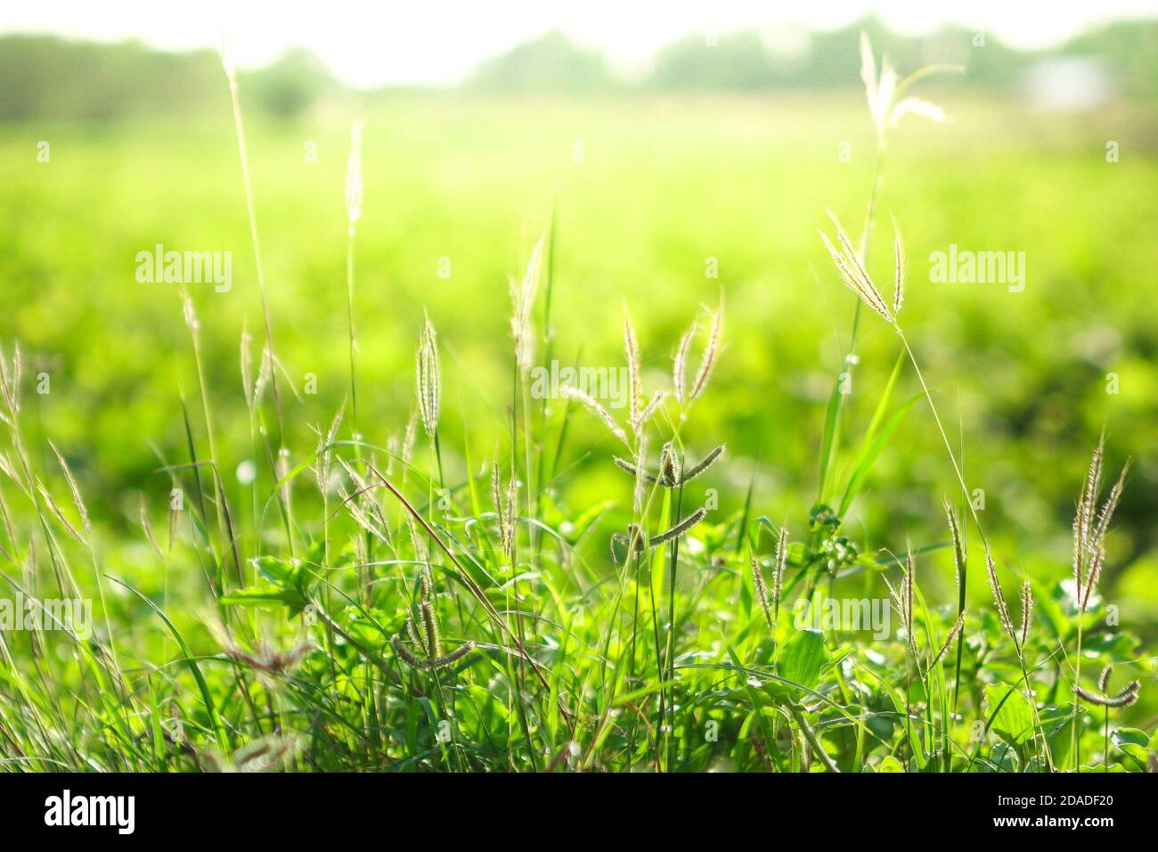 Une herbe de fond Banque D'Images