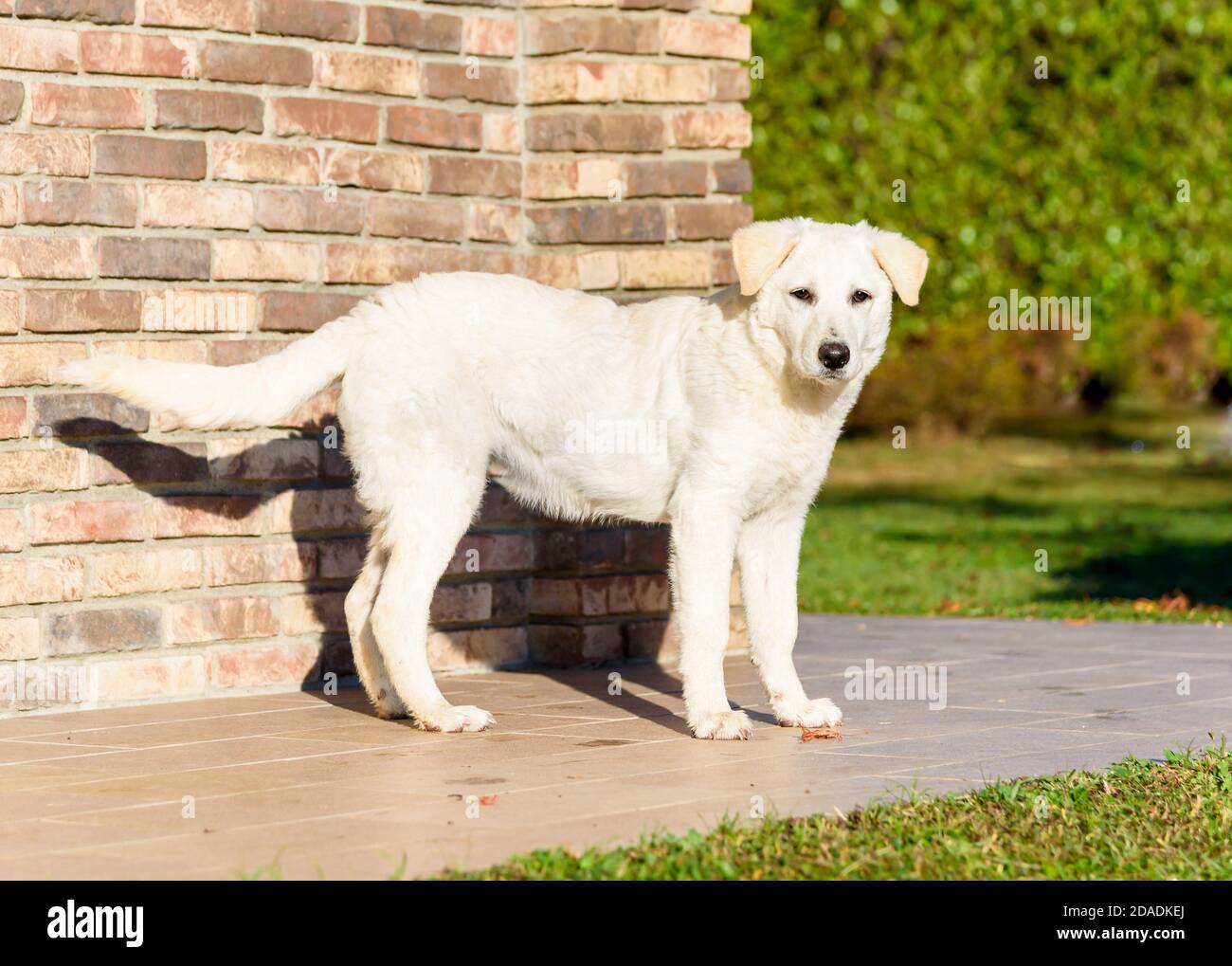 Mignon chien de chiot blanc, semblable Labrador, debout près du mur de briques, à l'extérieur dans le jardin. Banque D'Images