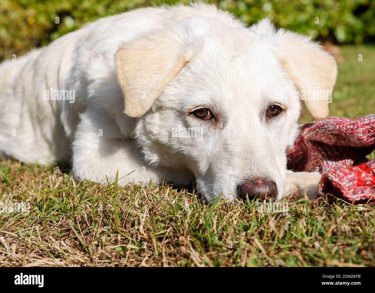 Un chien blanc mignon, semblable au Labrador, mâche la chaussette de laine dans le jardin. Banque D'Images
