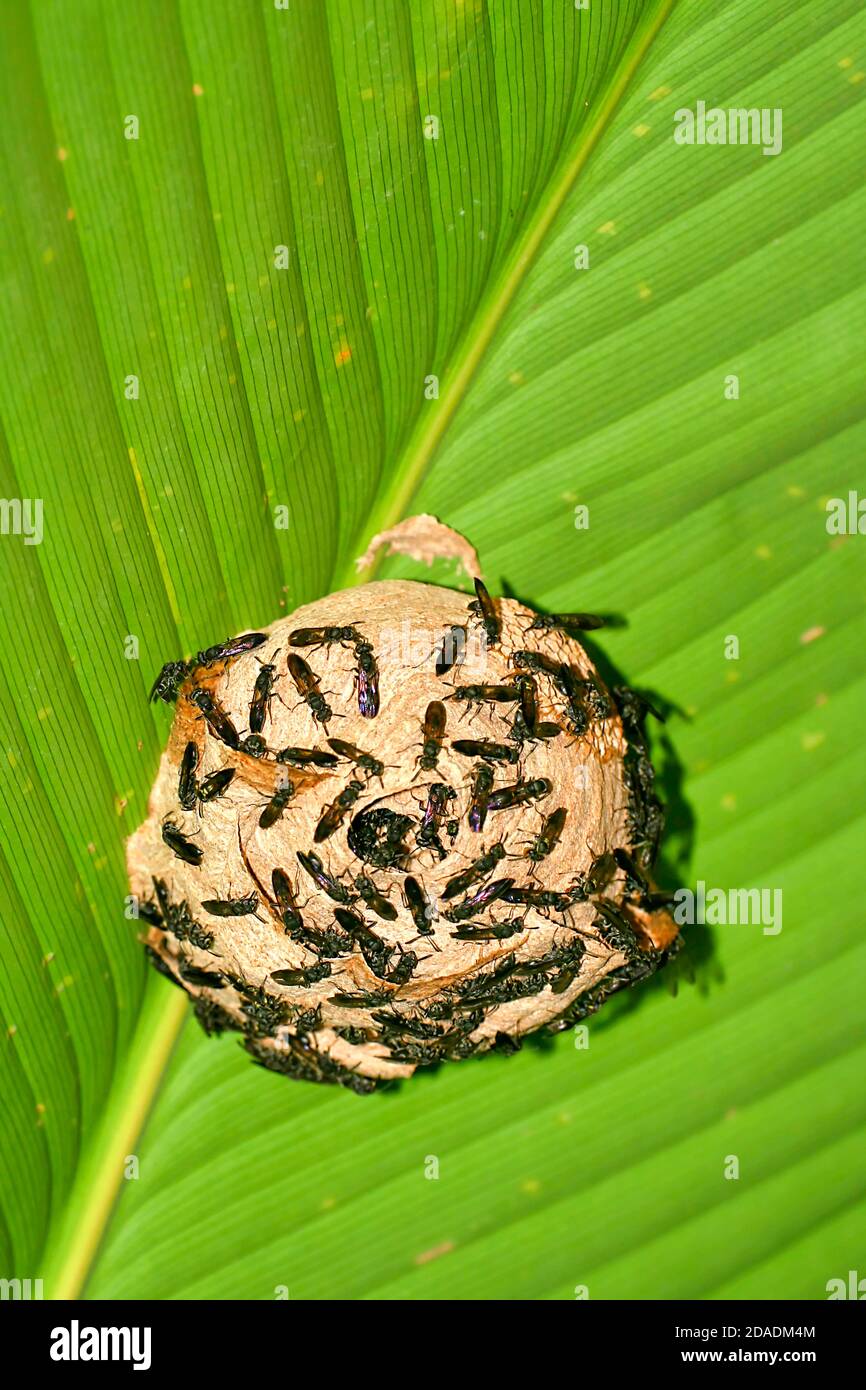 Wasp Nest, forêt tropicale, bassin de la rivière Napo, Amazonie, Equateur, Amérique Banque D'Images