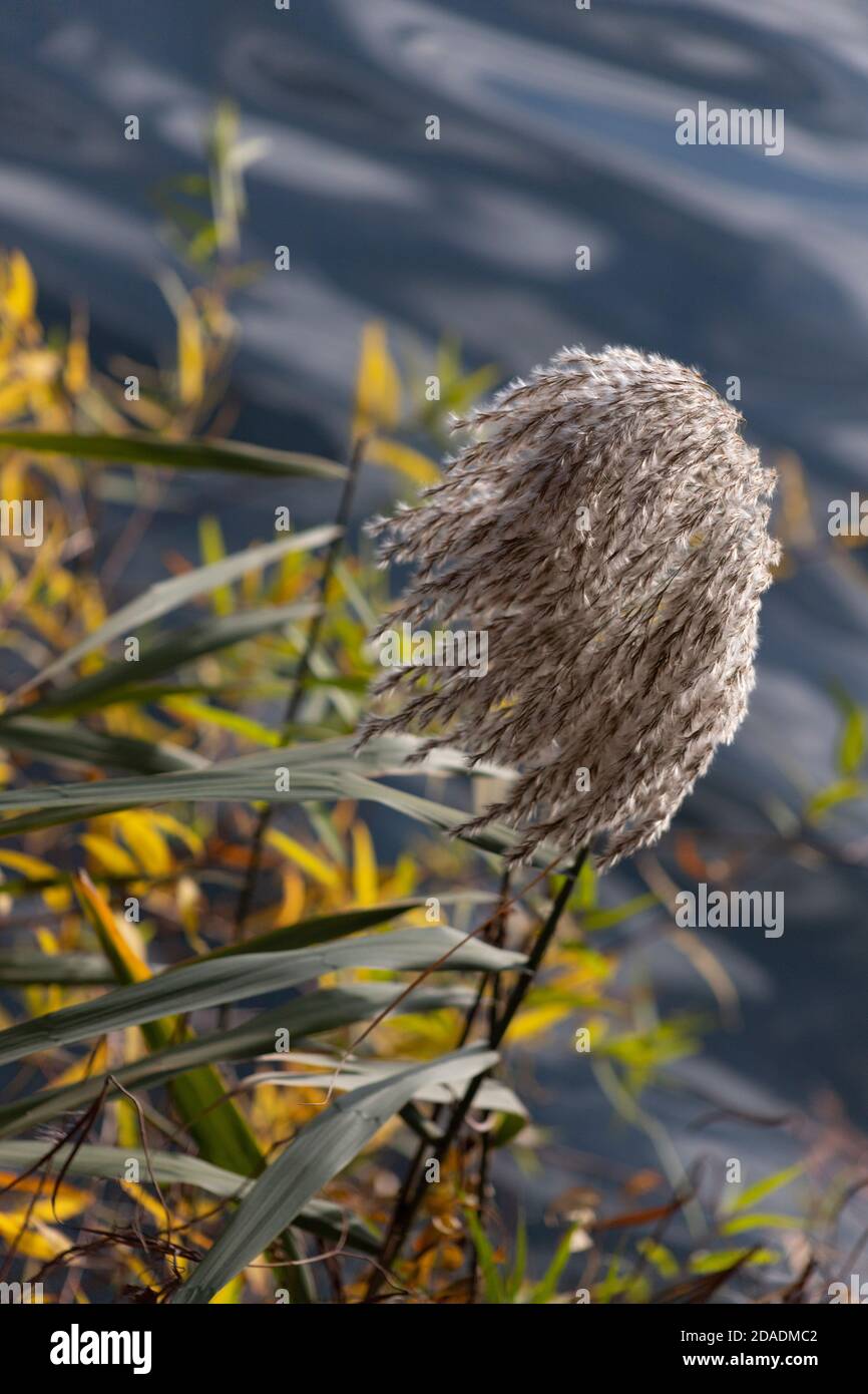 Une tête de graine douce et moelleuse se fond dans la brise devant un fond de fleurs jaunes et d'eau ondulant Banque D'Images