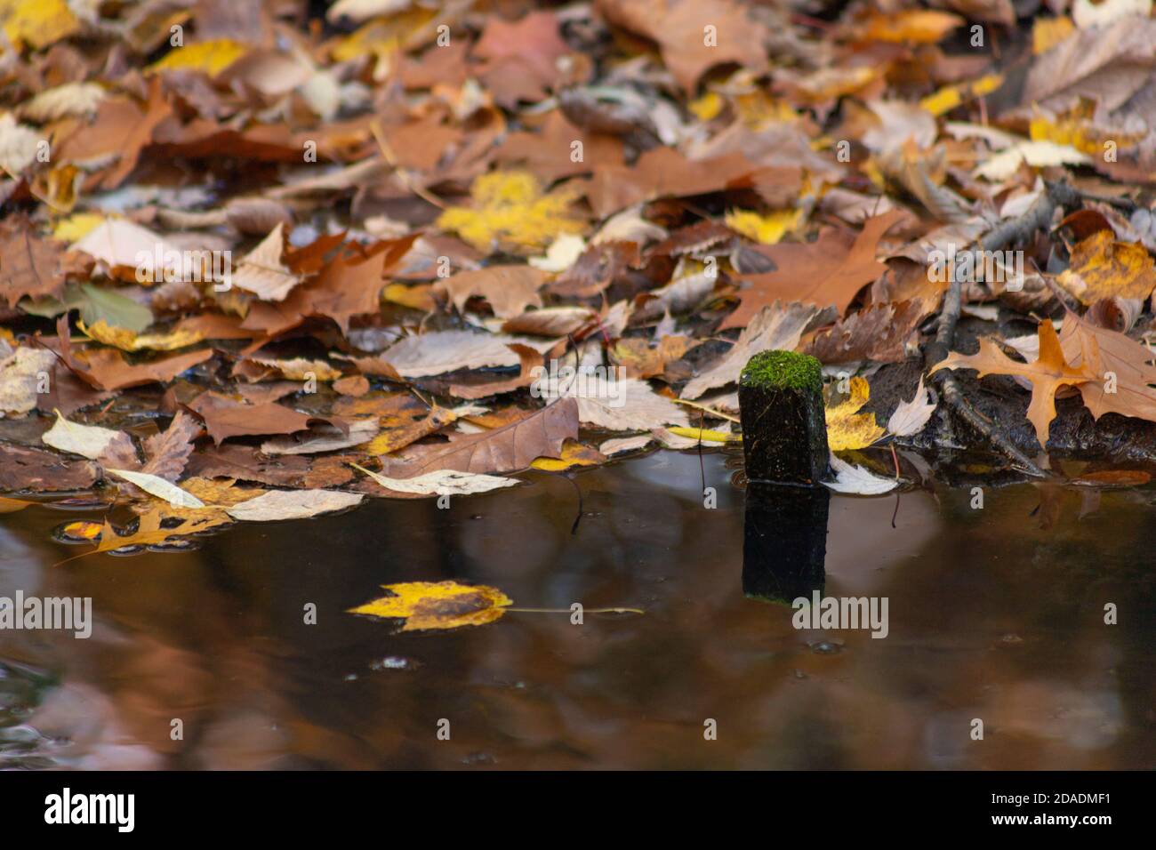 Un petit tronçon de bois recouvert de mousse, les restes d'une vieille clôture, s'élève de l'eau de l'étang, devant un fond de feuilles d'automne Banque D'Images
