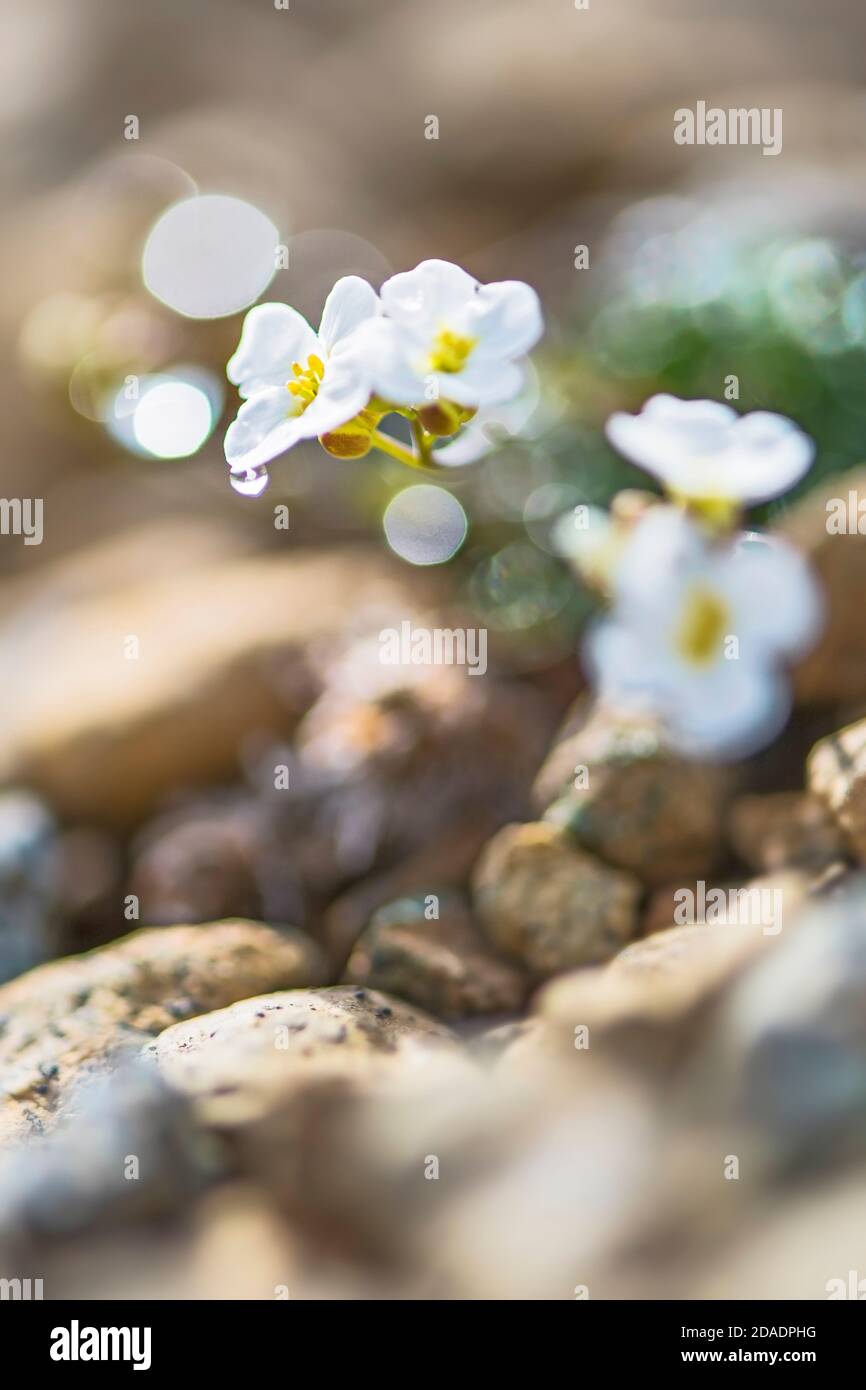 Fleur de roc du Nord - Arabidopsis petraea, fleur blanche rare des îles Shetland, Écosse, Royaume-Uni. Banque D'Images