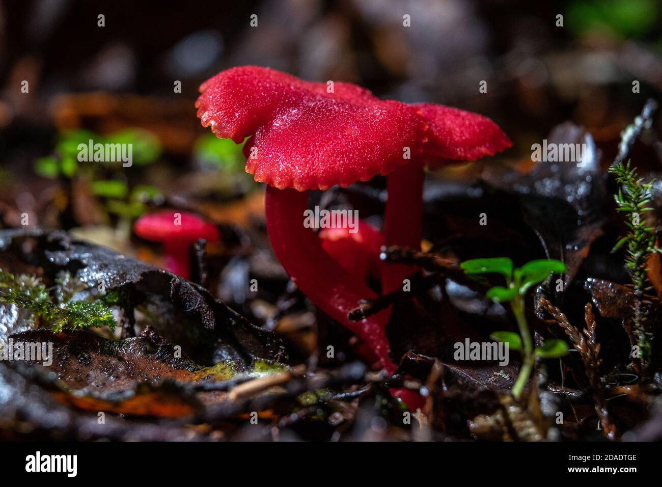 Hygrocybe firma, un champignon qui grandit et qui se trouve au cours d'une incursion fongique nationale tenue autour de Moana au lac Brunner, sur la côte ouest, sur l'île du Sud en Nouvelle-Zélande Banque D'Images