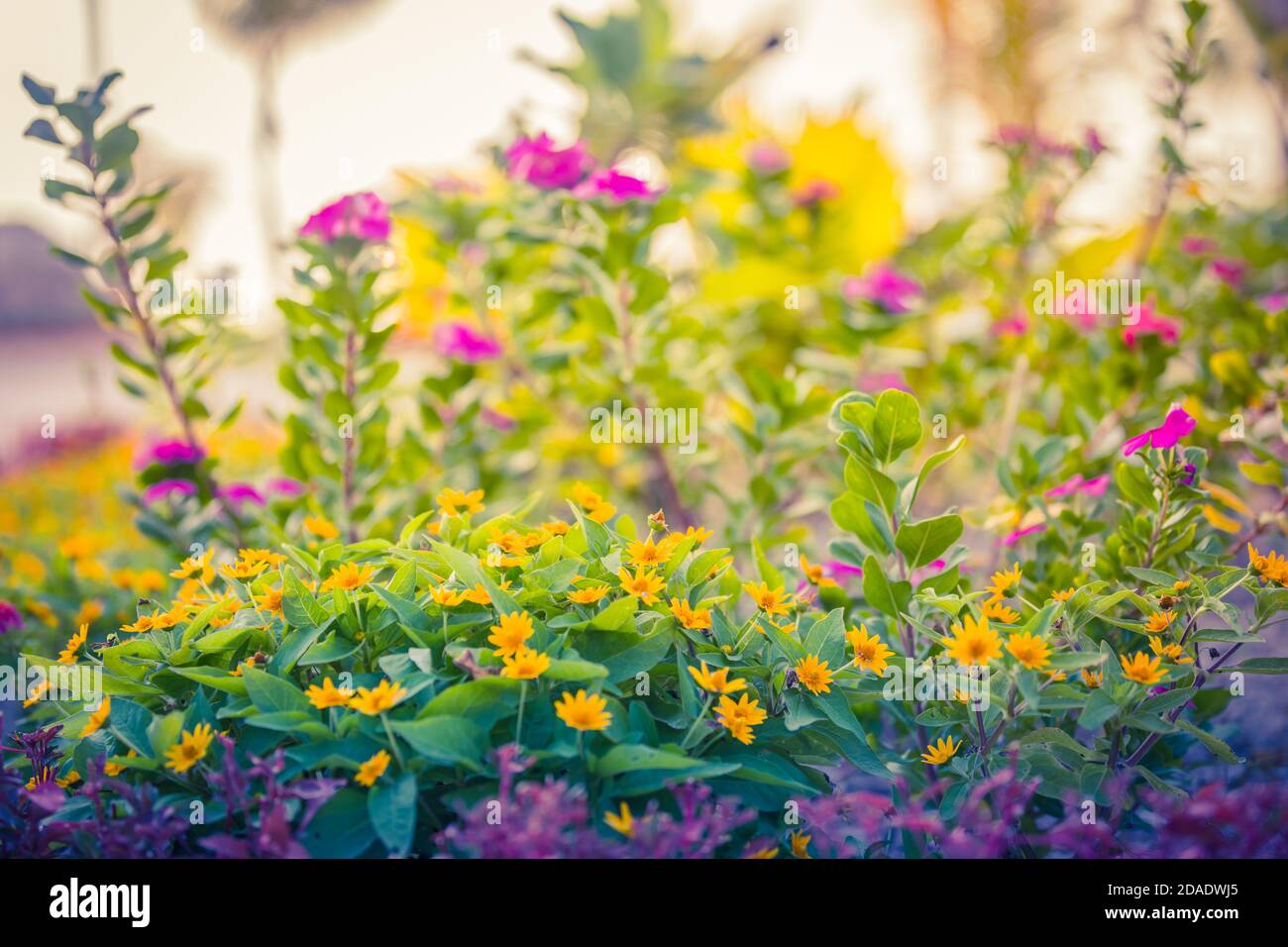 Heure d'été. Trèfle en fleurs sur fond de coucher de soleil. Banque D'Images