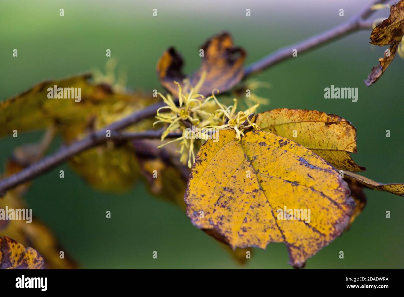 Les feuilles de noisette de sorcière sur les branches fleuries changent de vert à Jaune et marron un après-midi d'automne à New York Banque D'Images