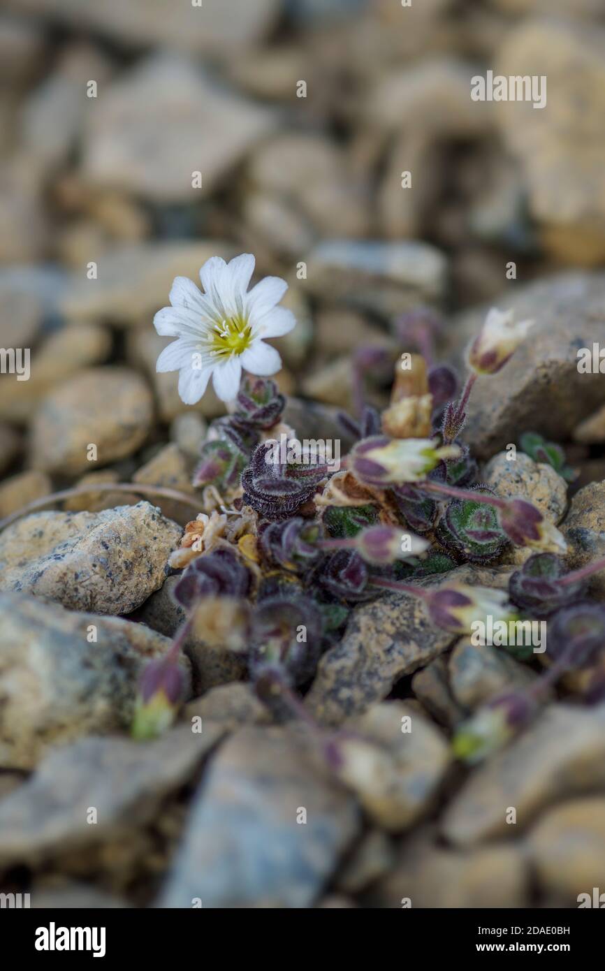 Fleur arctique de l'oreille de la souris - Cerastium nigrescens, fleur blanche rare des îles Shetland, Écosse, Royaume-Uni. Banque D'Images
