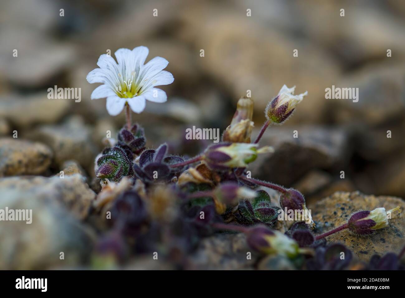 Fleur arctique de l'oreille de la souris - Cerastium nigrescens, fleur blanche rare des îles Shetland, Écosse, Royaume-Uni. Banque D'Images