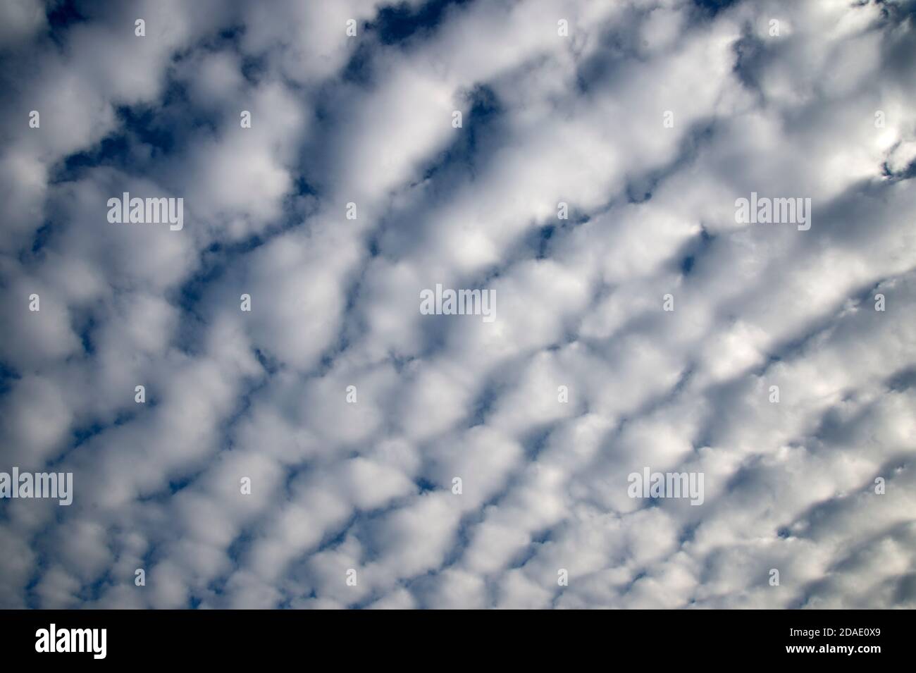Londres, Hackney. Des nuages de stratocumulus moelleux par temps clair. Banque D'Images