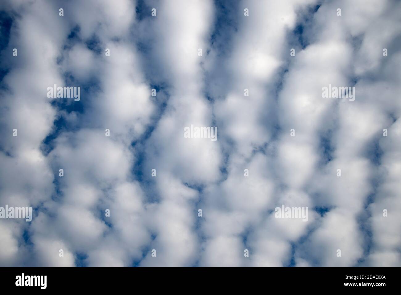 Londres, Hackney. Des nuages de stratocumulus moelleux par temps clair. Banque D'Images
