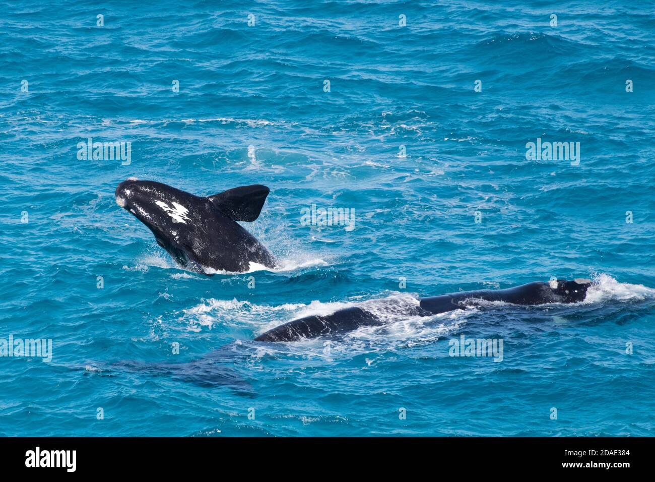 La baleine droite méridionale braconnage de veau à côté de sa mère au repos. Banque D'Images