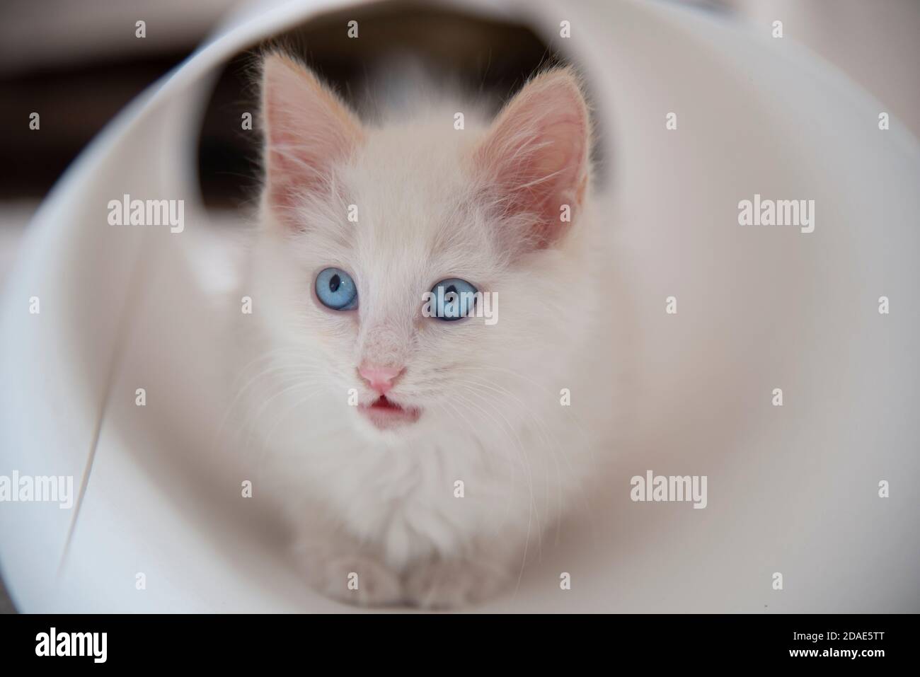 Le chat blanc aux yeux bleus a ouvert sa bouche et est assis dans un livre blanc. Banque D'Images