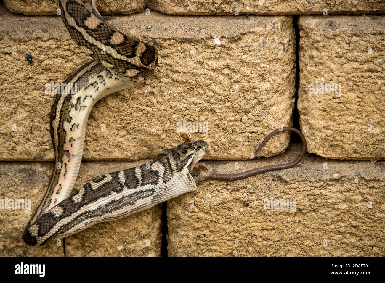 Tapis Python, Morelia spilota, déglutition proie - herbage melomys (melomys burtoni, rongeur) dans jardin privé Queensland, Australie, été. Banque D'Images