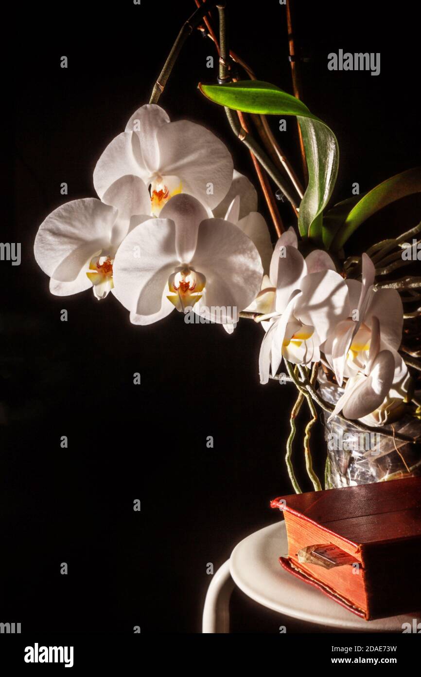 Sur fond sombre orchidée blanche en fleurs et livre rouge Banque D'Images