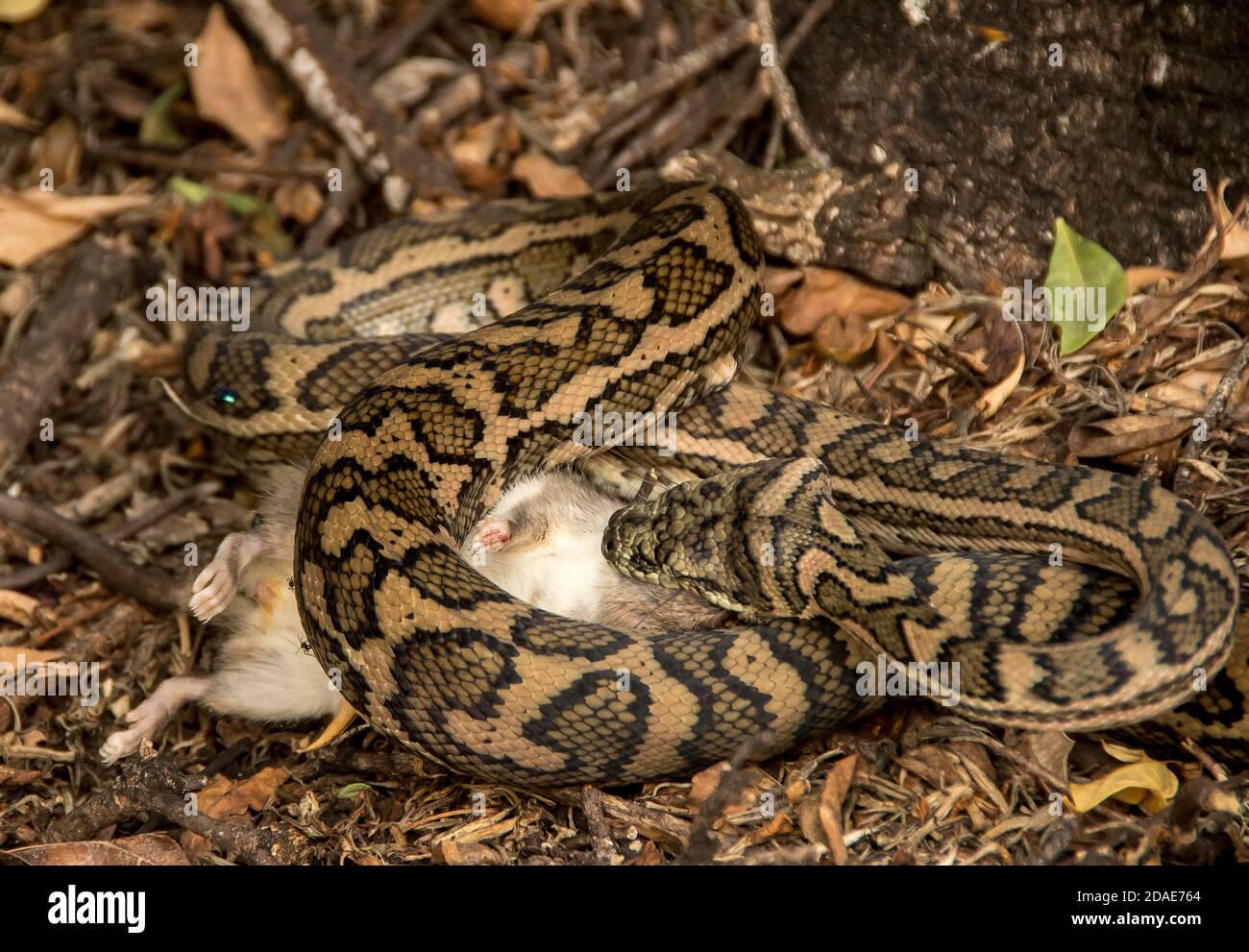 Tapis Python, Morelia spilota, tuant la proie par constriction - herbage melomys (melomys burtoni, rongeur) dans le jardin privé Queensland, Australie. Banque D'Images