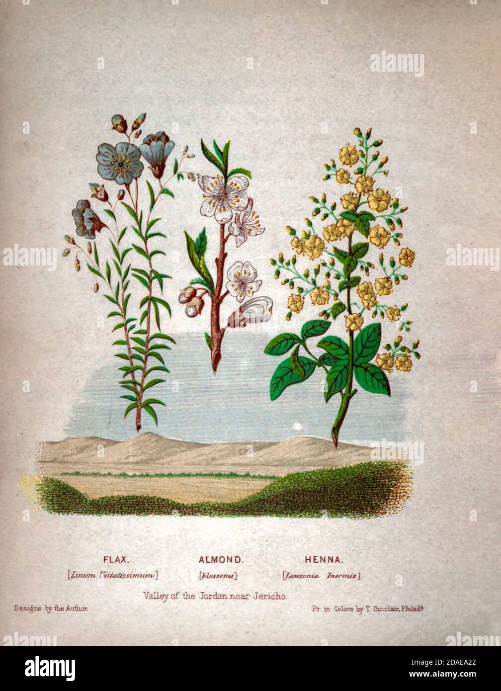 Lin Osborn Linum Usitatissimum Illustration Banque d'image et photos - Alamy