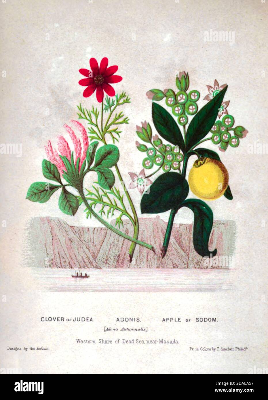 Trèfle de Judée, Adonis et Pomme de Sodome (Calotropis procera) de plantes de la Terre Sainte: Avec leurs fruits et fleurs, magnifiquement illustrés par des dessins originaux, colorés de la nature par le Rév. Osborn, H. S. (Henry Stafford), 1823-1894 publié à Philadelphie, par J.B. Lippincott & Co. En 1861 Banque D'Images