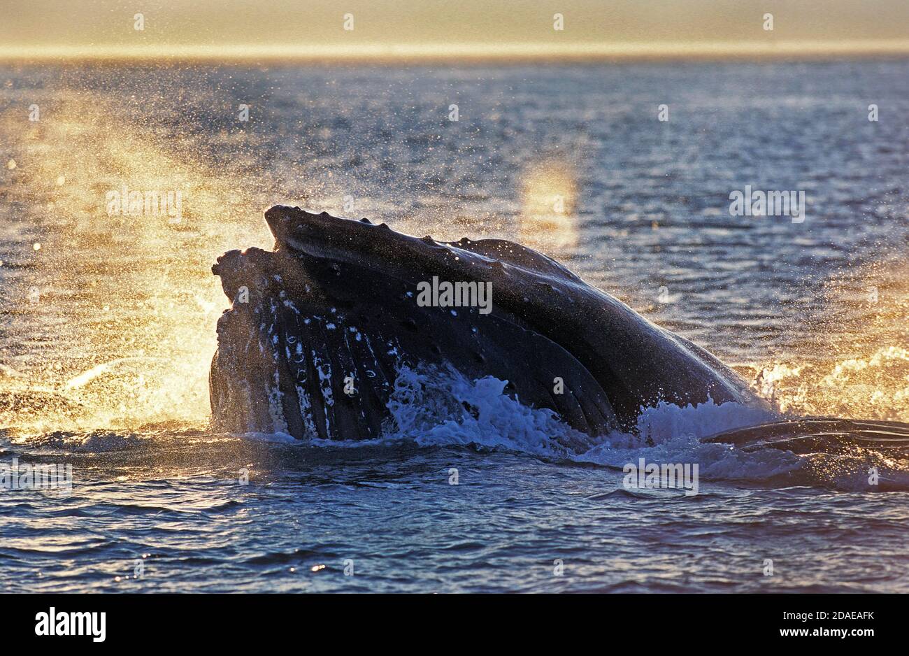 Baleine à bosse Megaptera novaeangliae, surfaçage adultes pour attraper le krill, ALASKA Banque D'Images