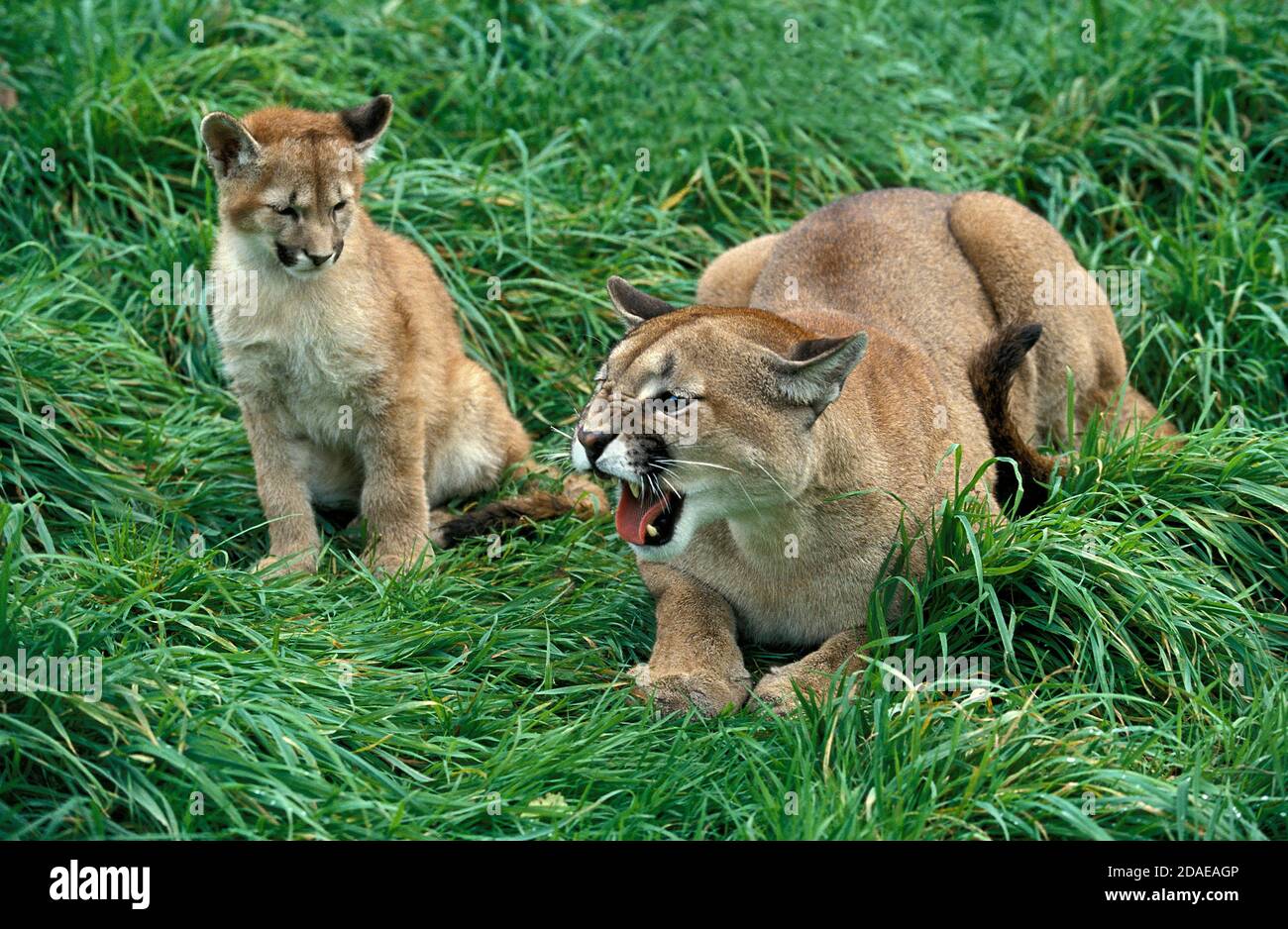 Puma concolor couguar, MÈRE GRONDANT AVEC CUB Photo Stock - Alamy