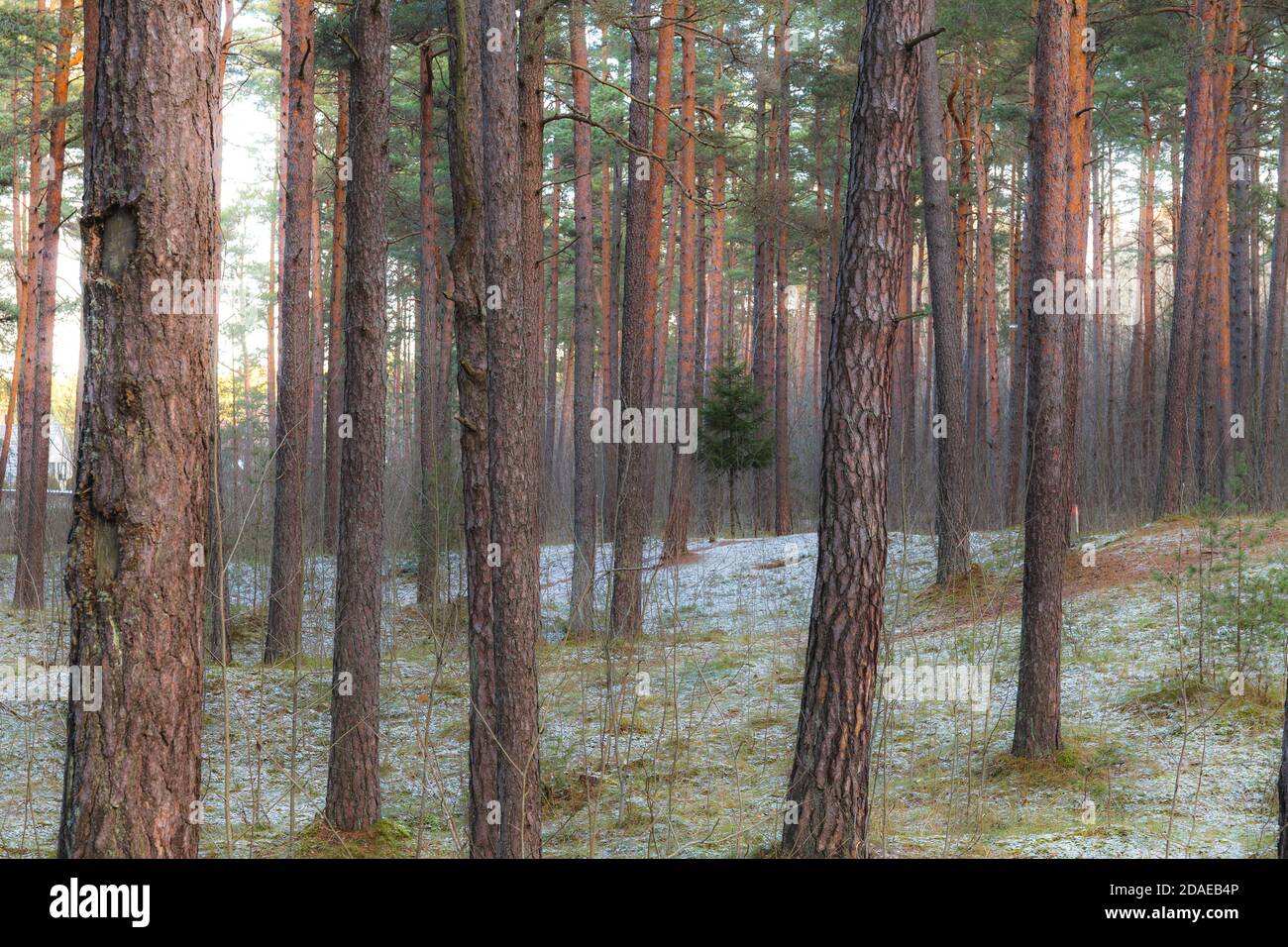 Forêt de pins avec un petit sapin légèrement recouvert de une neige Banque D'Images