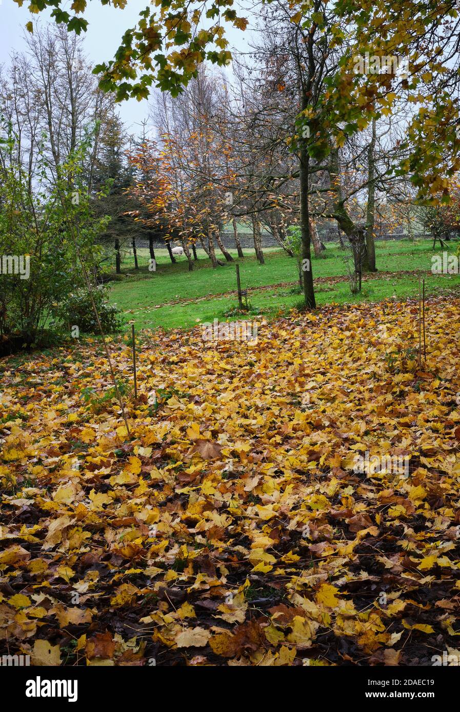 Les couleurs de l'automne et un tapis de feuilles suédoises de Sycamore s'illuminent Un après-midi de novembre ennuyeux Banque D'Images