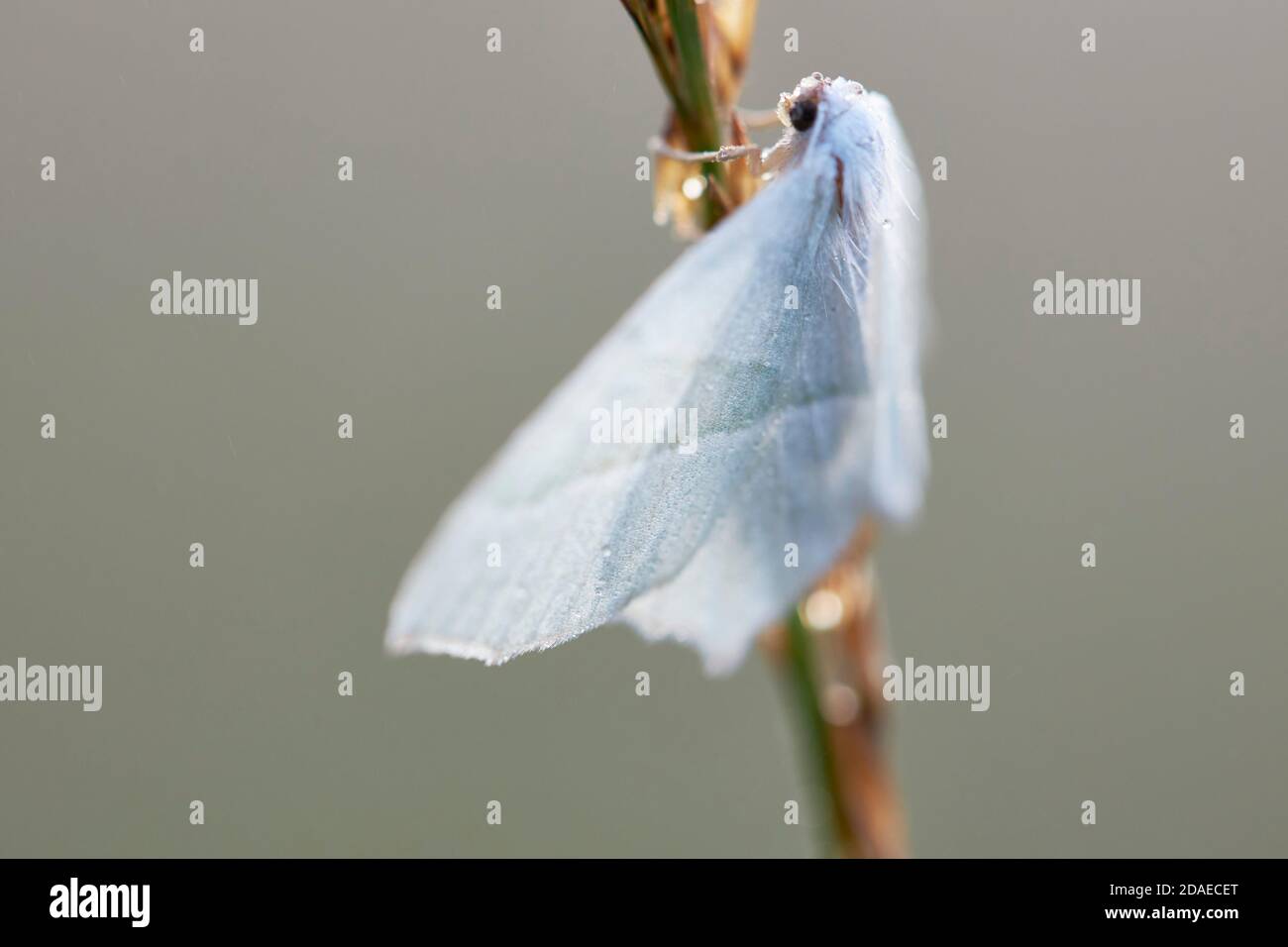 Arbre nacré, feuille d'argent, Campaea margaritata Banque D'Images