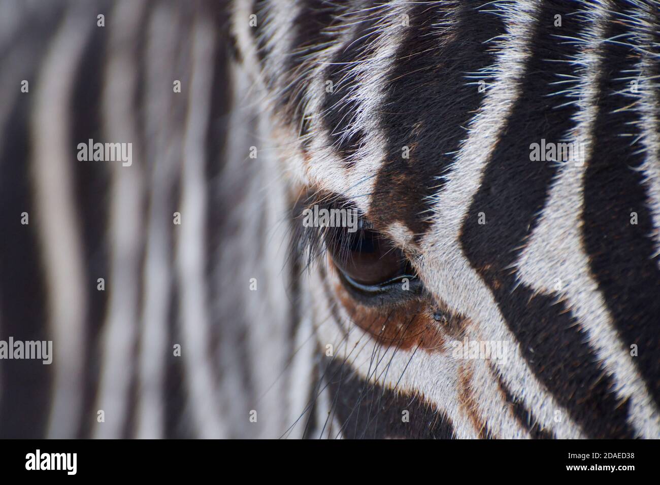 Gros plan des yeux et des rayures de la zèbre des plaines (Equus quagga), Dragon Peaks, Drakensberg, Afrique du Sud Banque D'Images