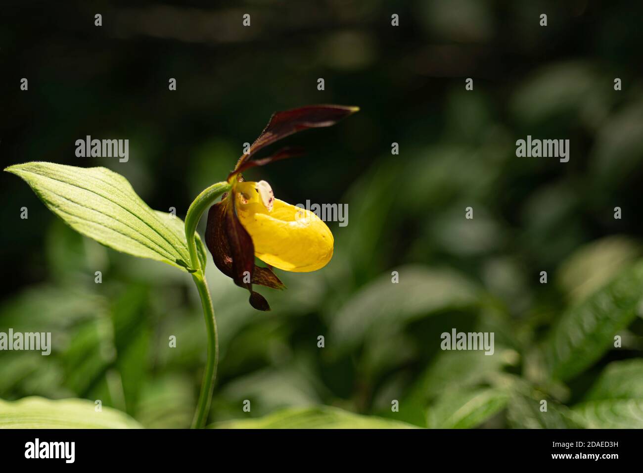 La plus magnifique espèce indigène d'orchidées qui pousse sauvage, le slipper de la dame jaune, Cypripedium calceolus Banque D'Images