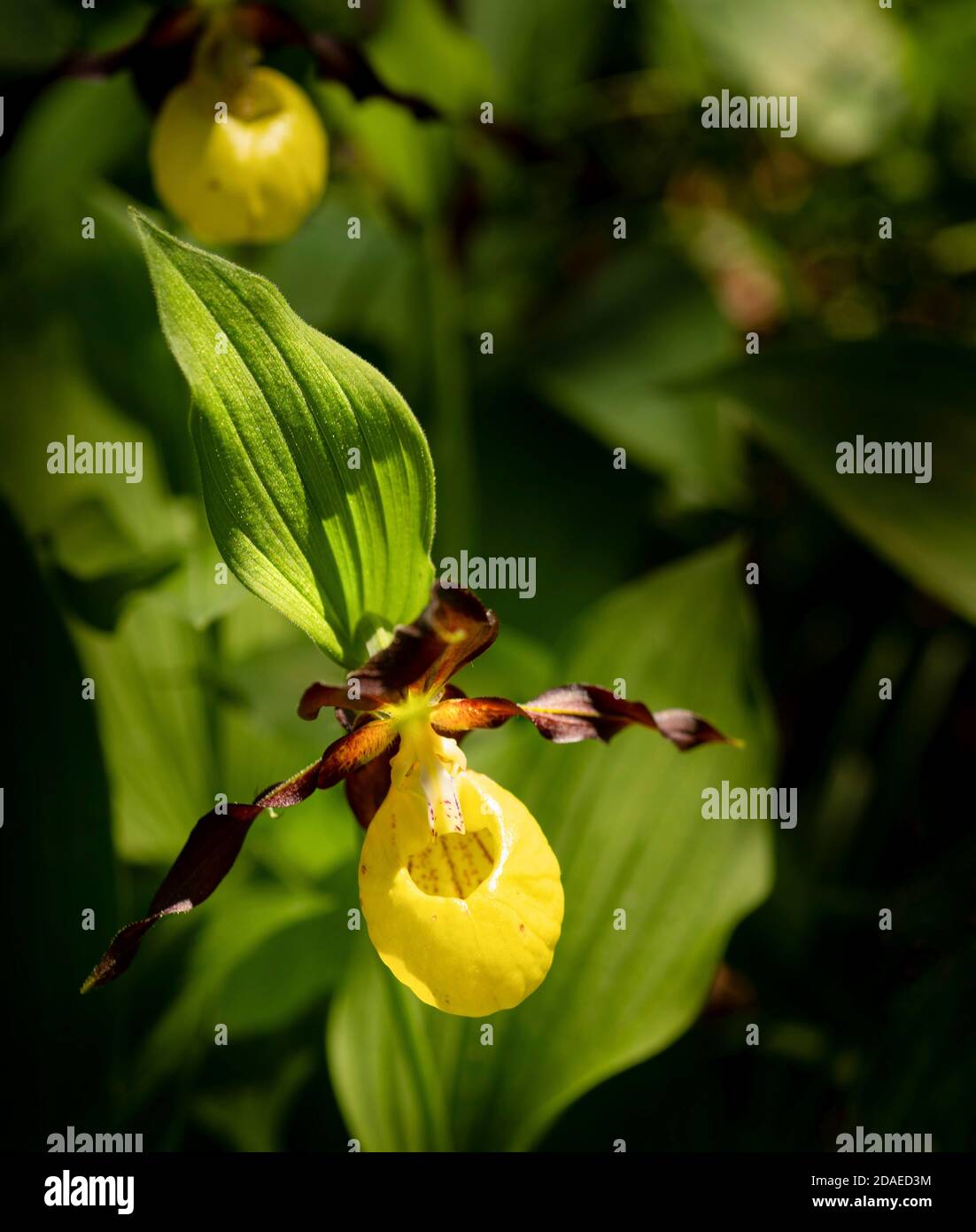 La plus magnifique espèce indigène d'orchidées qui pousse sauvage, le slipper de la dame jaune, Cypripedium calceolus Banque D'Images
