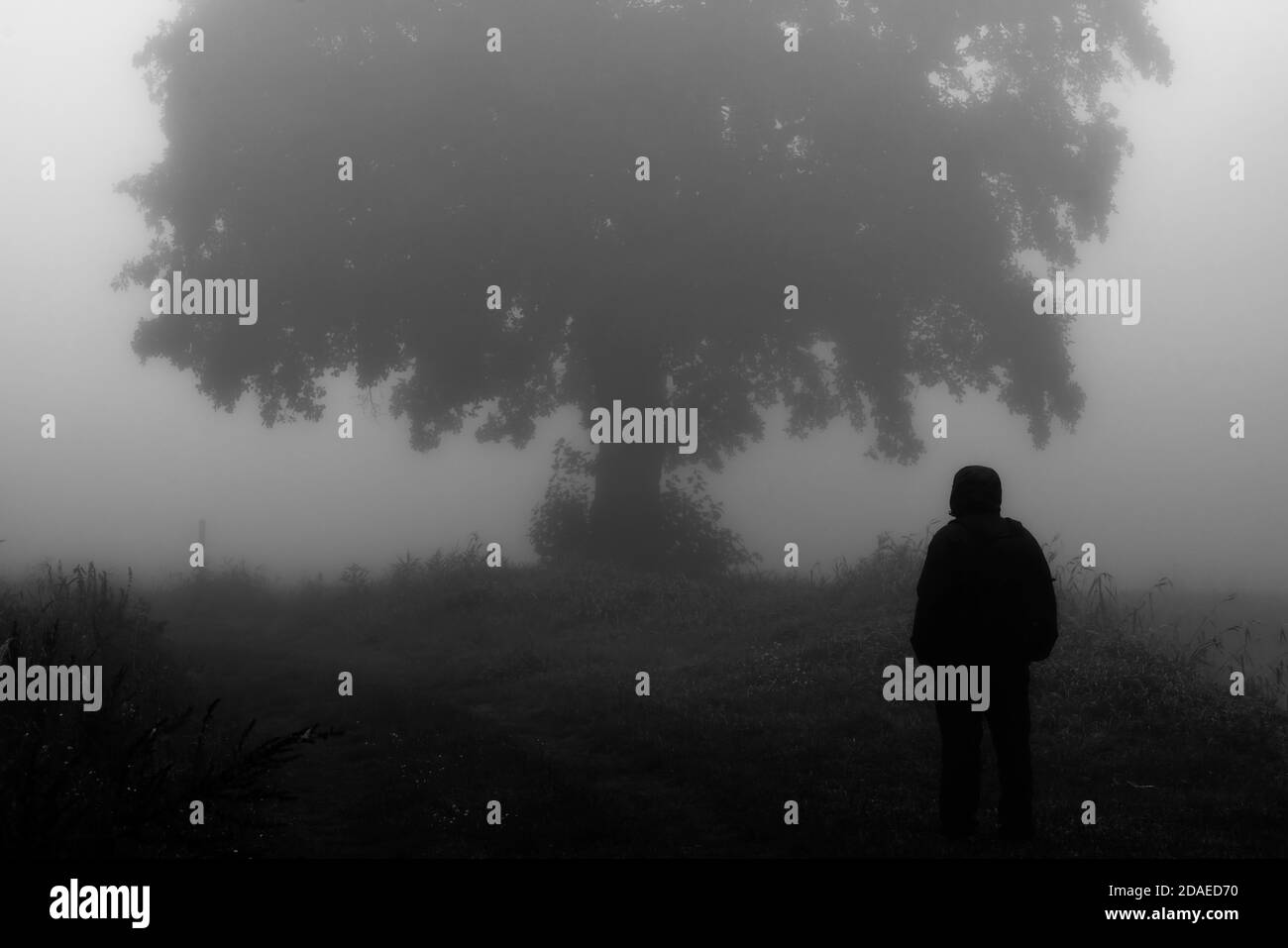 Un homme dans un brouillard extrêmement fort en début de matinée devant un grand chêne, automne en Allemagne, noir/blanc Banque D'Images