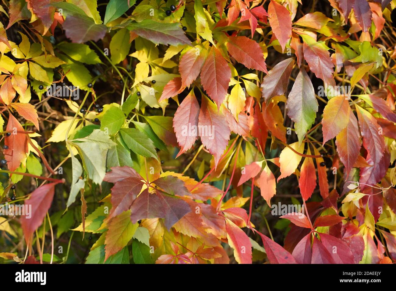 L'automne doré coloré laisse dehors dans le jardin Banque D'Images