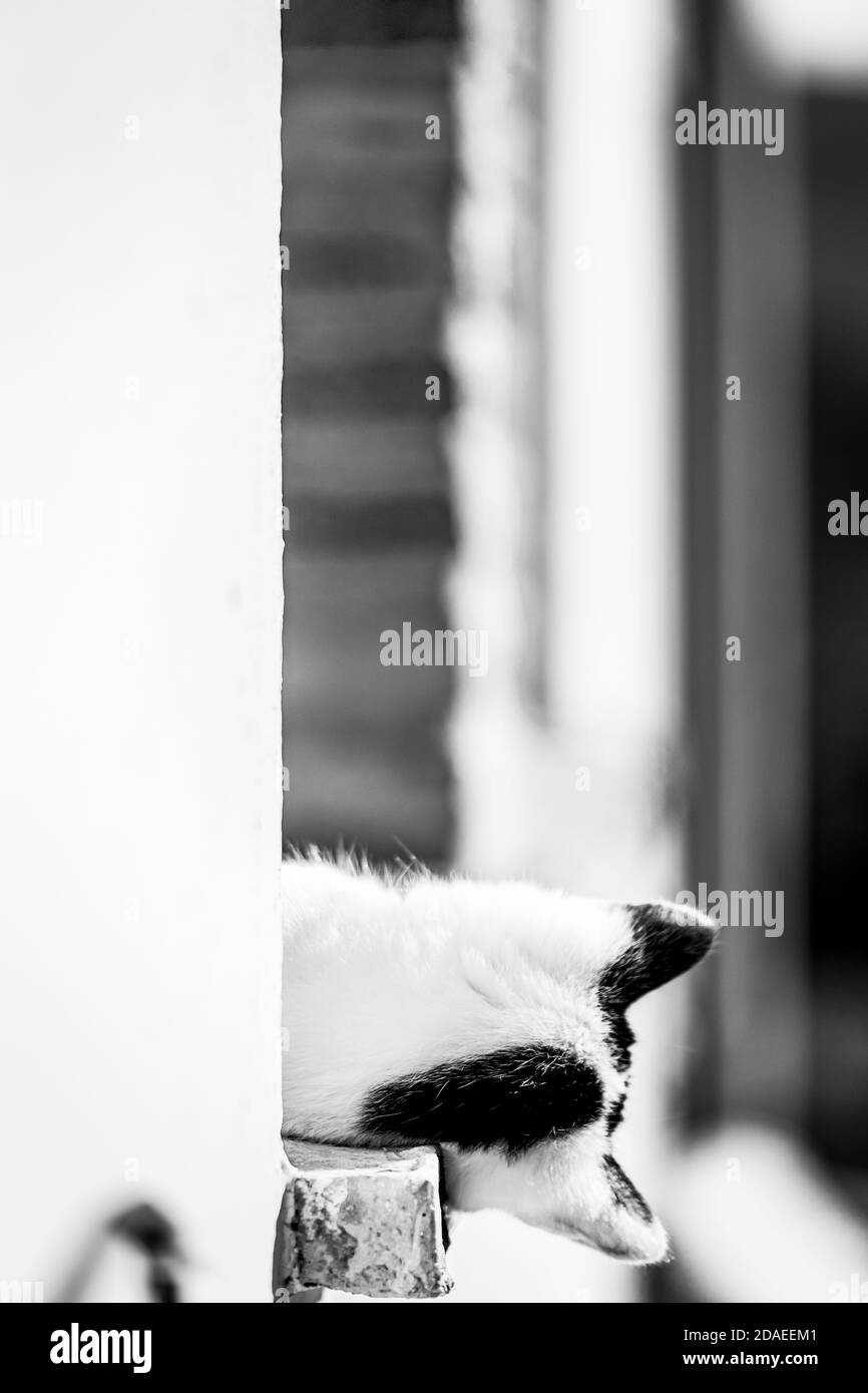 Chat noir et blanc s'inclinant hors de la fenêtre Banque D'Images