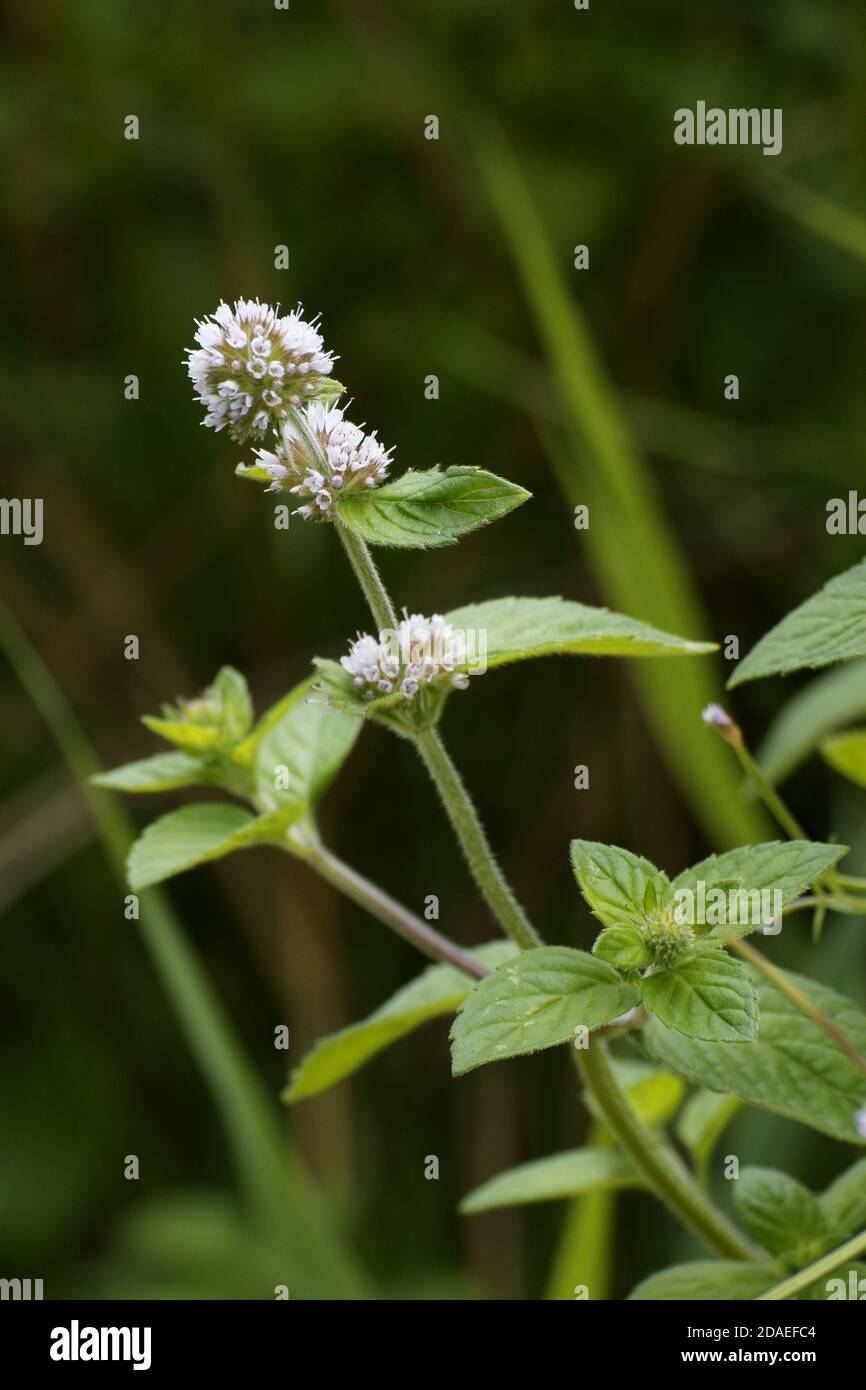 Menthe aquatique (Mentha aquatica) Banque D'Images