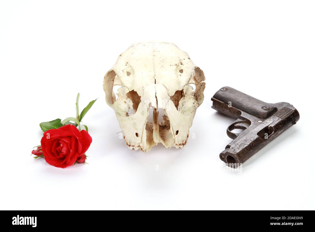 Canon, rose et crâne isolé sur fond blanc Banque D'Images