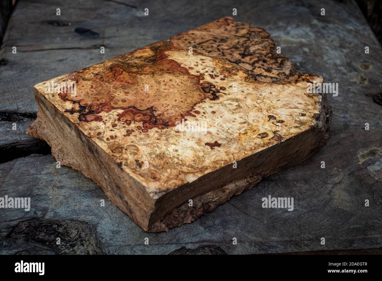 Le bois de ronce de chêne de nature rayé est un beau motif en bois pour l'artisanat Banque D'Images