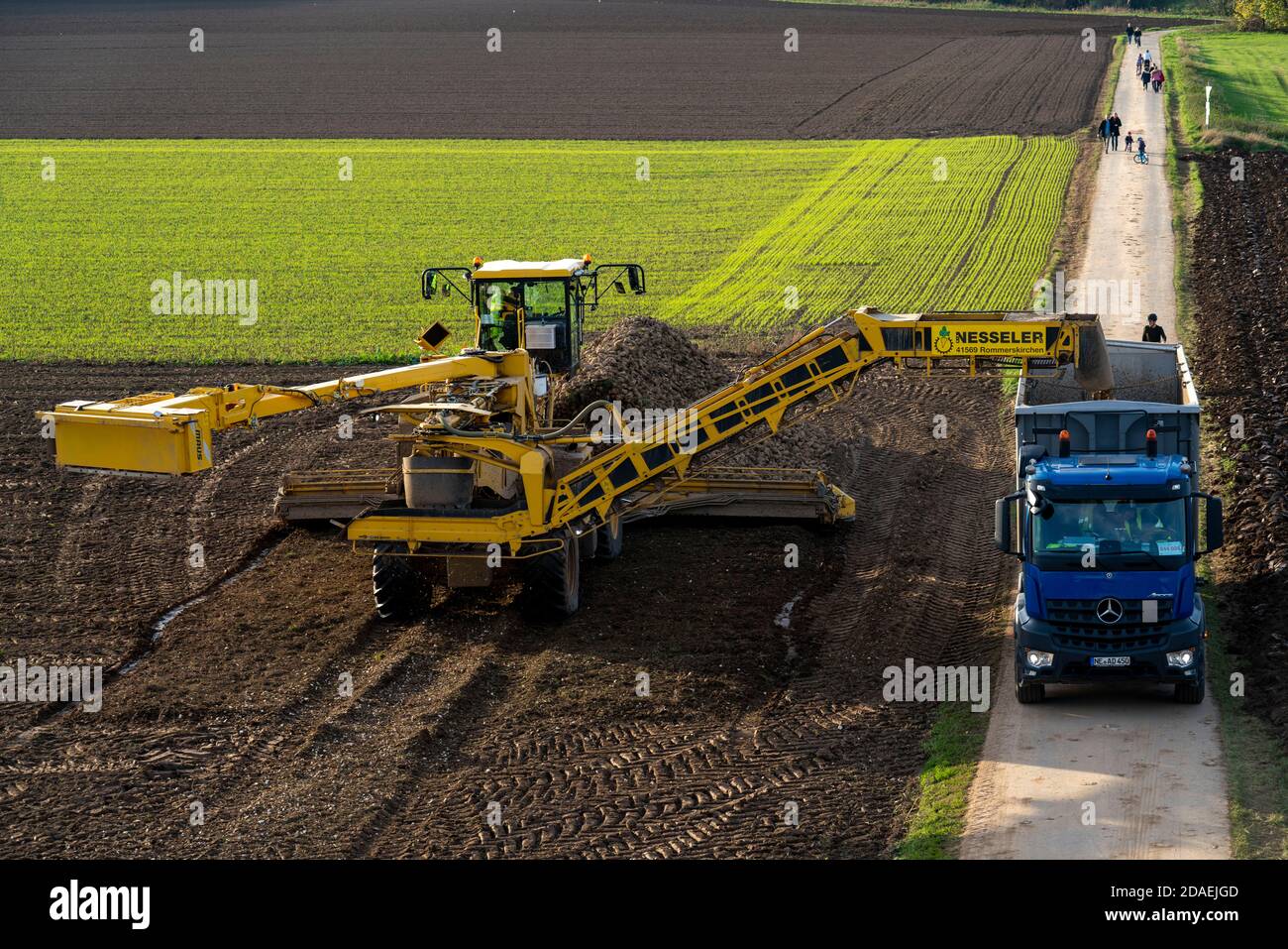 Récolte de betteraves à sucre, chargement des betteraves récoltées à l'aide d'un chargeur de nettoyage automoteur pour betteraves à sucre, sur un camion, Neuss, NRW, Allemagne, Banque D'Images